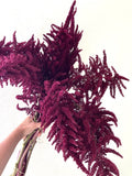 Amaranthus