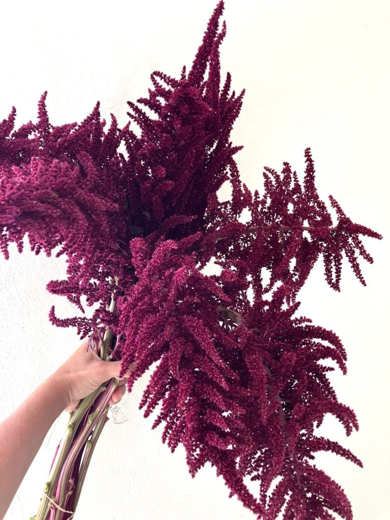 Amaranthus